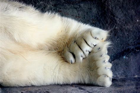 Polar Paws Bodog